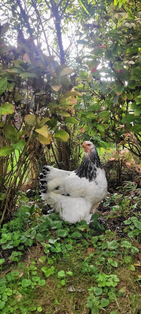 Gezocht brahma kip, Dieren en Toebehoren, Vrouwelijk, Kip