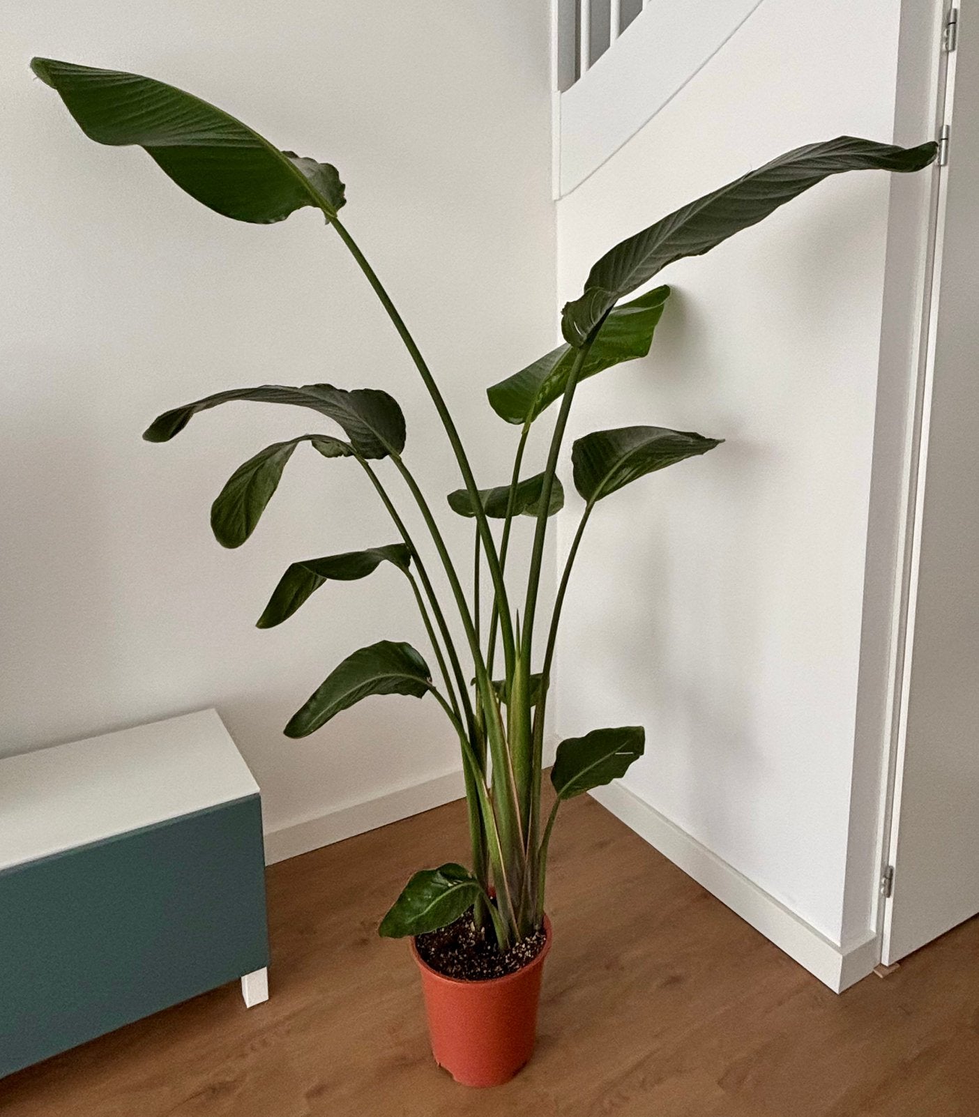 Kamerplant paradijsvogel plant - Strelitzia Nicolai 185cm, Ophalen, Halfschaduw, Minder dan 100 cm
