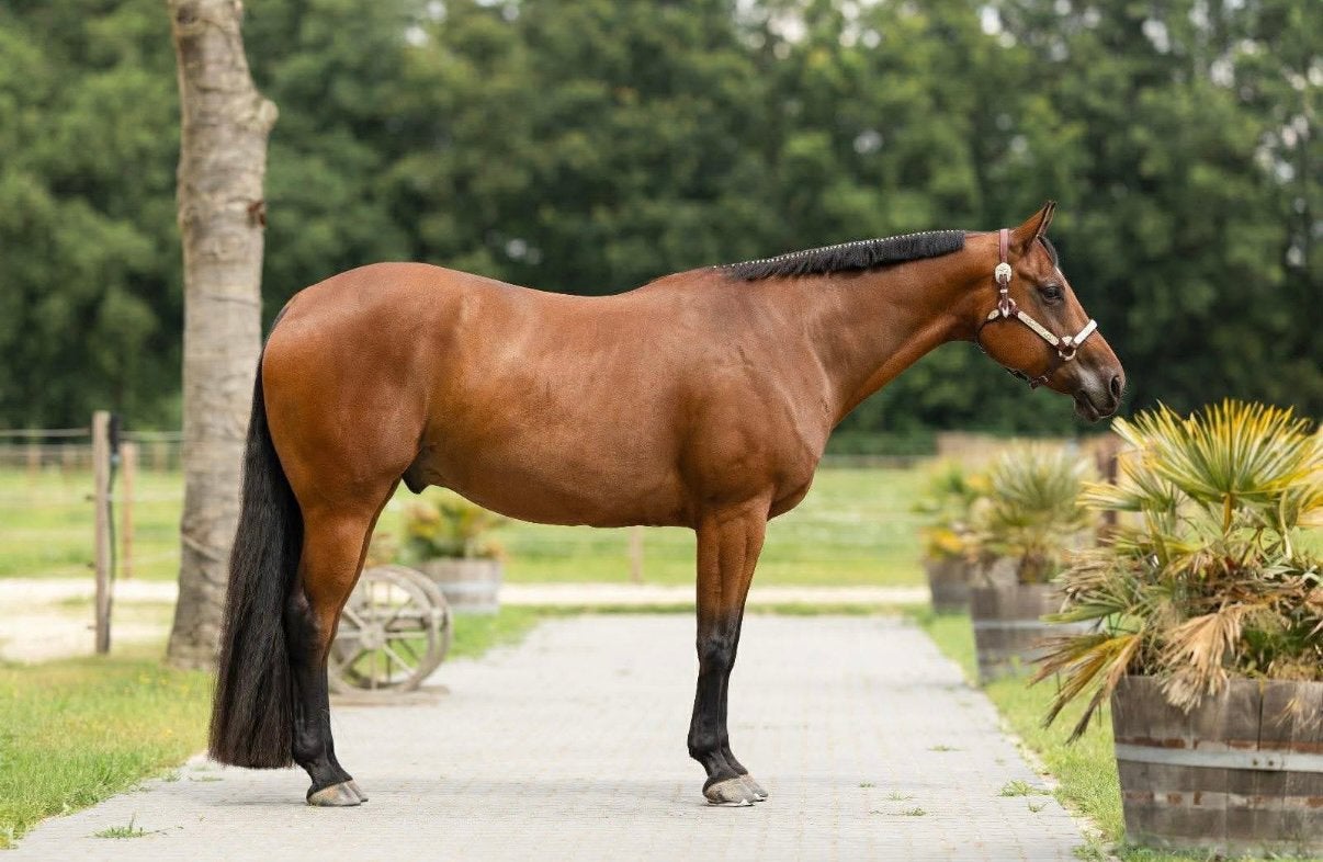 Super mooi allround quarterhorse, Dieren en Toebehoren, Met stamboom, Ruin, Niet van toepassing, 7 tot 10 jaar