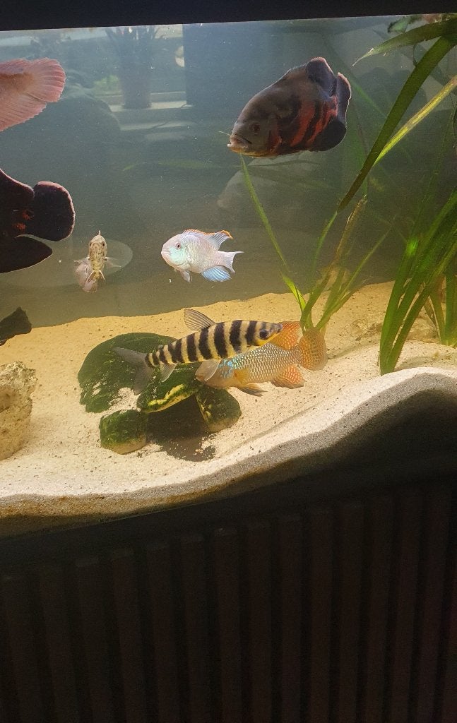 Verschillende aquarium vissen, Ophalen, Gevuld zoetwateraquarium