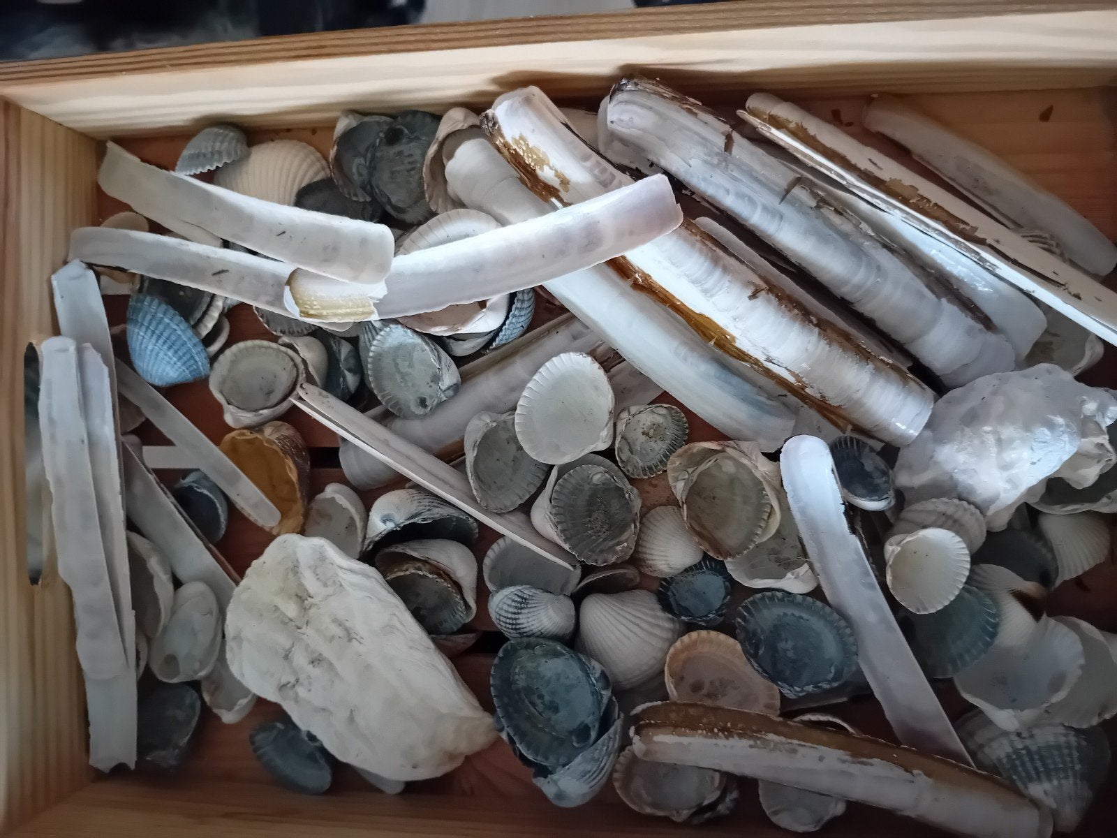 Diverse schelpen collectie - decoratie en knutselen, Ophalen of Verzenden, Gebruikt