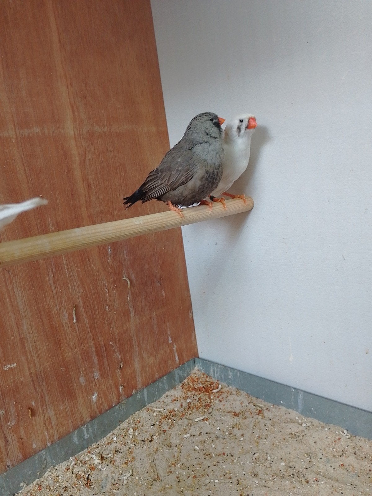 Grote zebravinken allen split voor charcoals, Dieren en Toebehoren, Vogels | Overige Vogels, Meerdere dieren, Geringd