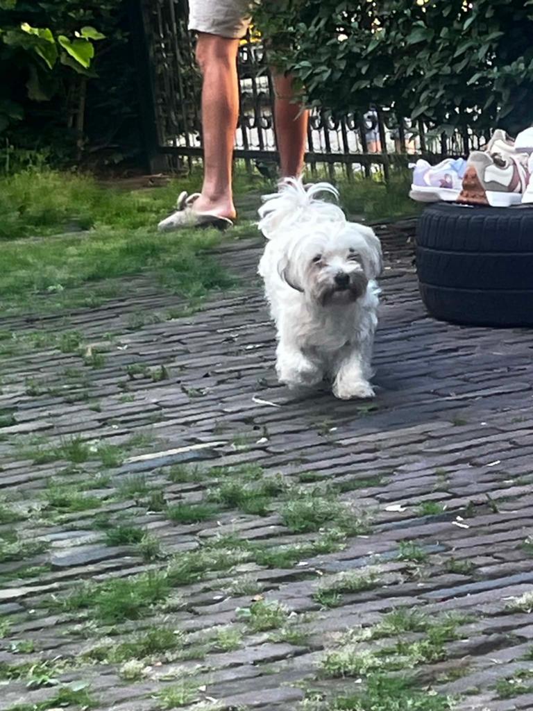 Dogs, Dieren en Toebehoren, Honden | Bulldogs, Pinschers en Molossers, Reu, 1 tot 2 jaar, Parvo, Eén hond