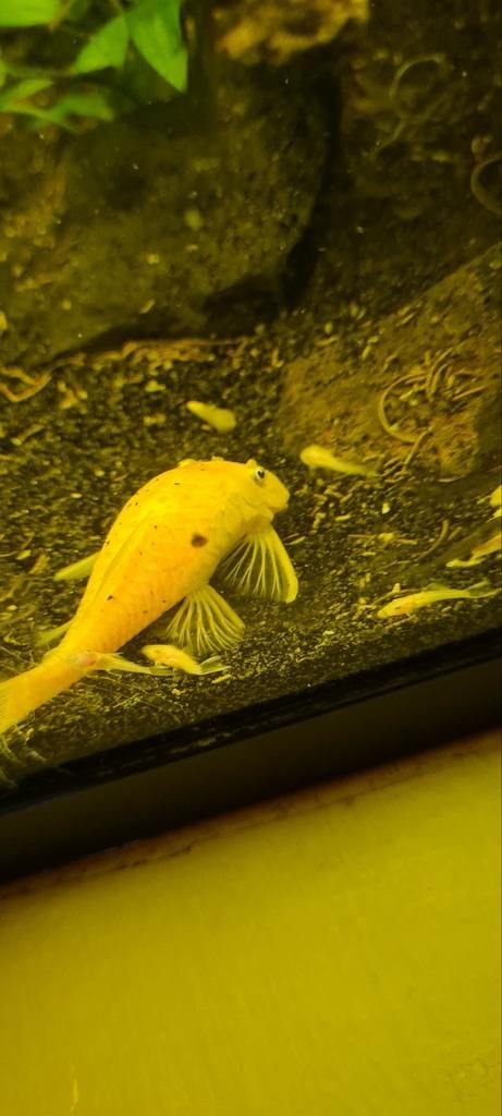 Te koop! Jonge L144 Blue Eyes. Per stuk €3,00, Dieren en Toebehoren, Vissen | Aquariumvissen, Vis, Zoetwatervis