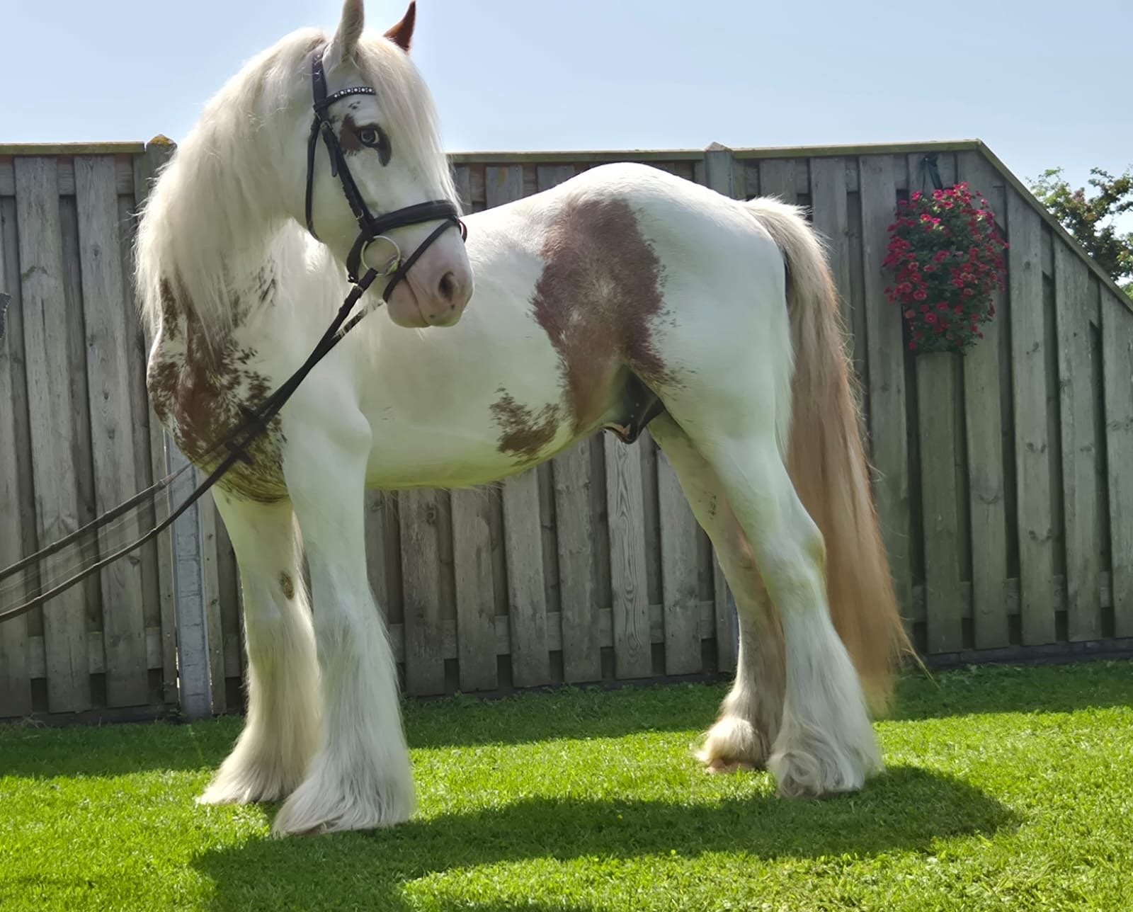 Super knappe 4 jarige tinker ruin, Ruin, Onbeleerd, Gechipt, 3 tot 6 jaar