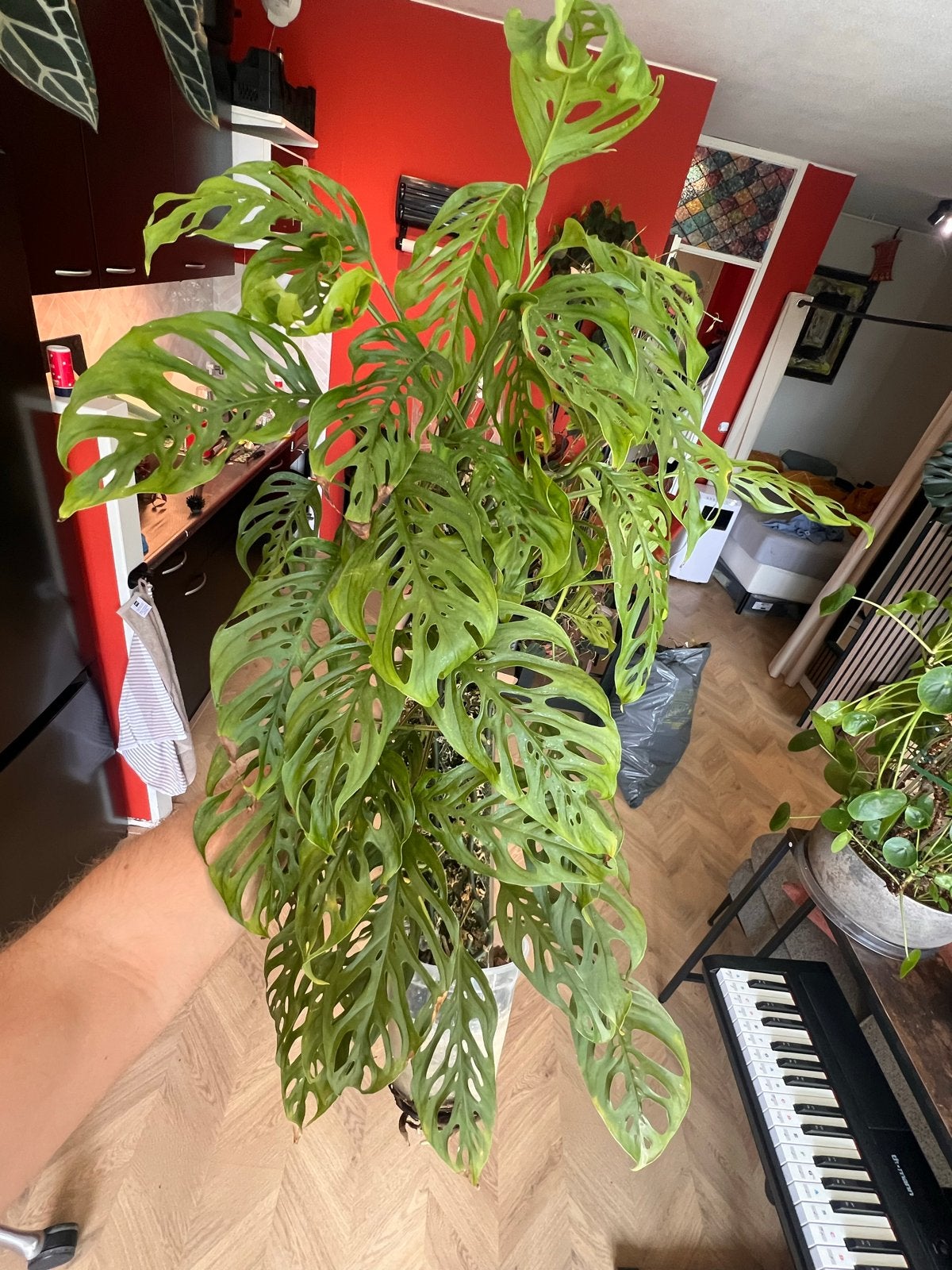 Goed gewortelde Monstera Laniata op mospaal, Ophalen, Overige soorten, Halfschaduw, In pot