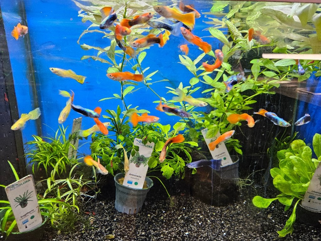 Vissen, garnalen, schildpadden, slakken, waterplanten, Dieren en Toebehoren, Kreeft, Krab of Garnaal