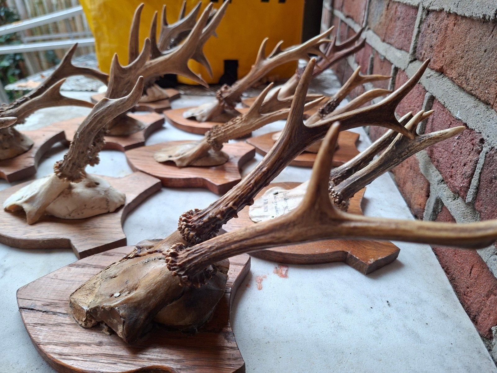 11 Stuks Ree Taxidermie - Jaren '30, Verzamelen, Ophalen of Verzenden, Gebruikt, Opgezet dier