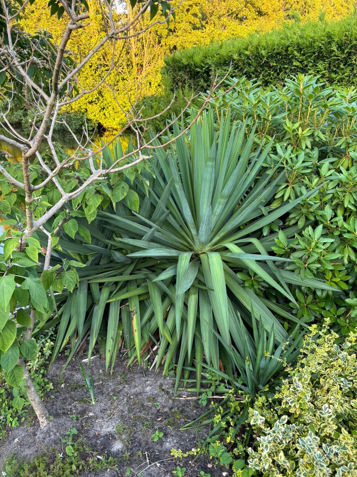 Yucca / Palmlelie, Tuin en Terras, Ophalen, Overige soorten, Volle zon