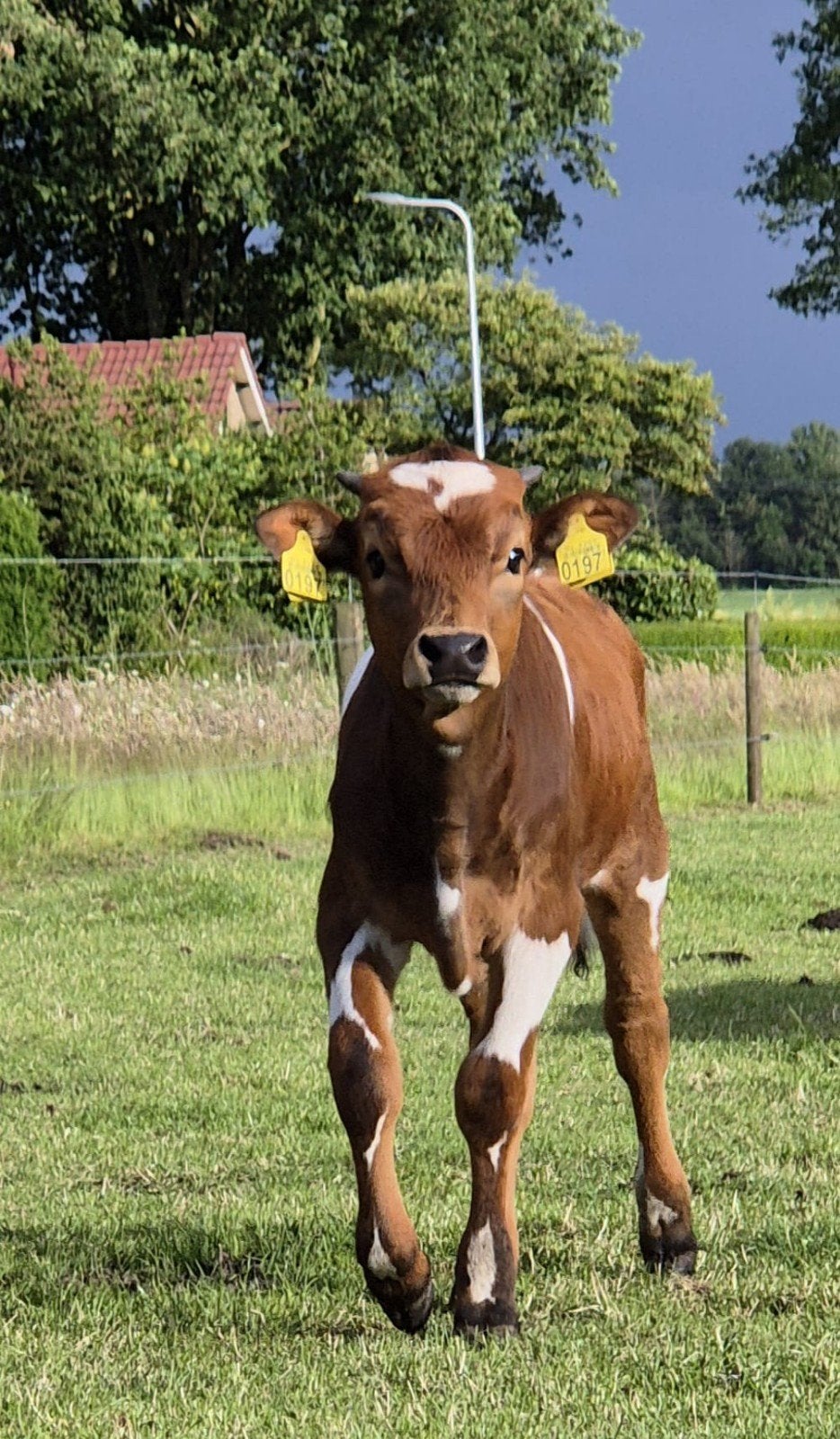 Top Stier Texas longhorn meerdere dieren bespreekbaar., Mannelijk
