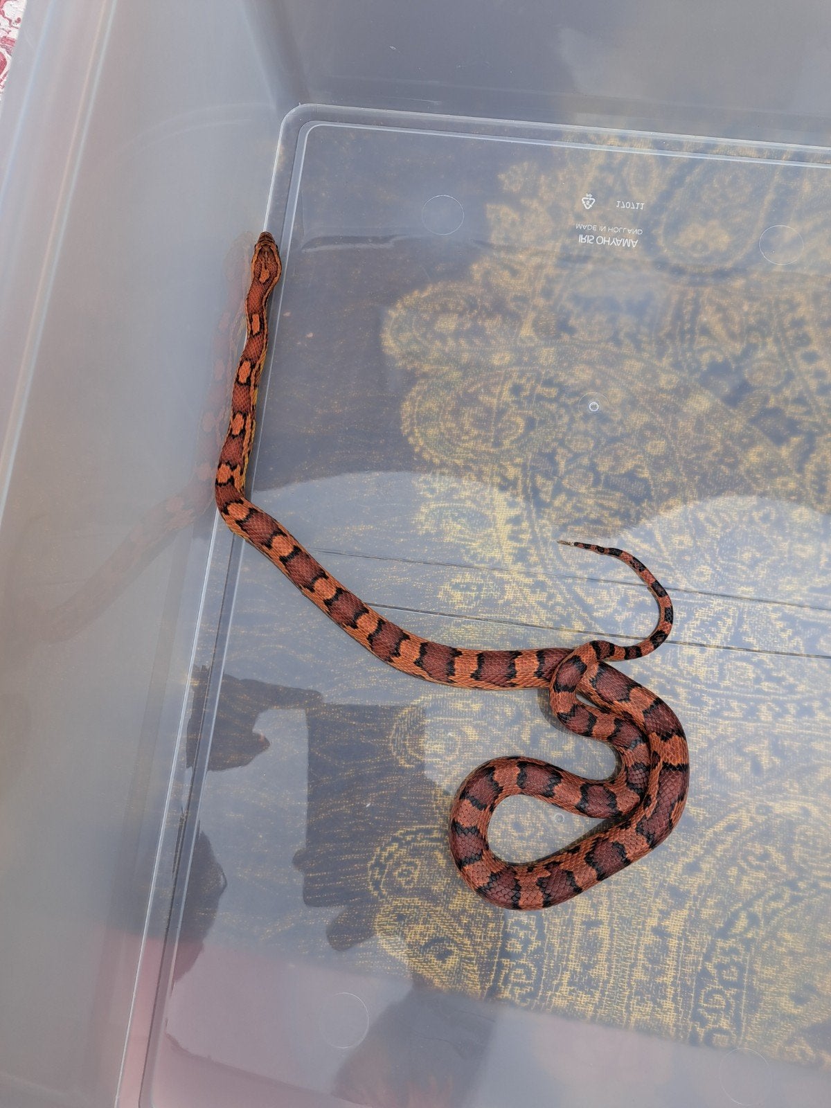 ***0.1gutatta okeetee***, Dieren en Toebehoren, Reptielen en Amfibieën, Slang, 0 tot 2 jaar