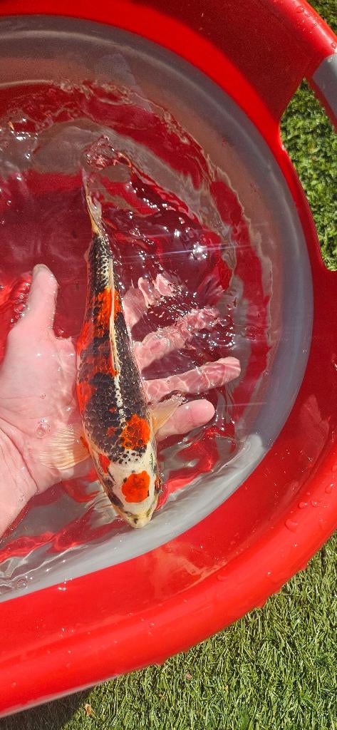 25,- per stuk, Koi karpers (gem. 30-40 cm), Karper of Koi
