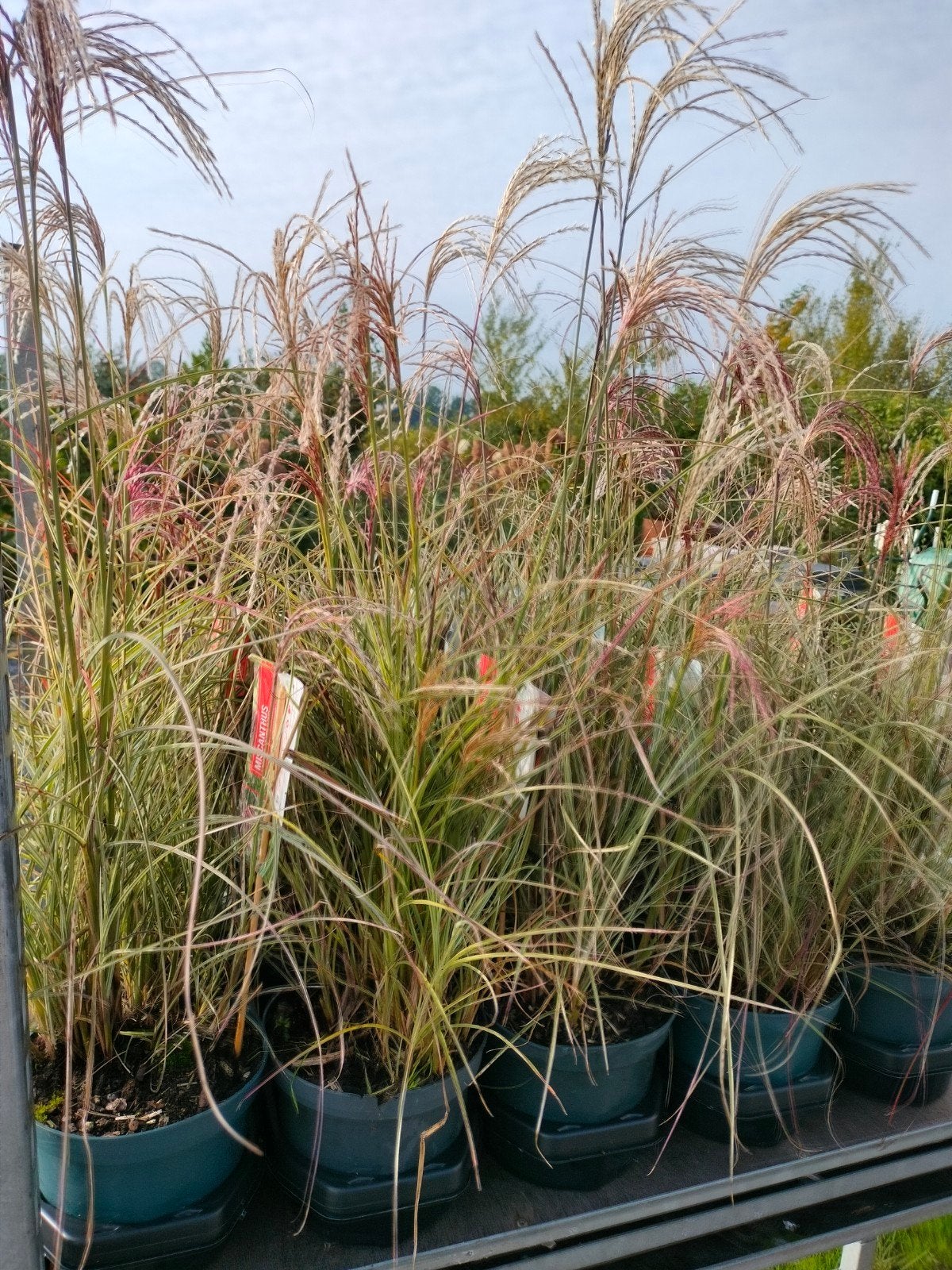 Miscanthus Sinensis 'Silver Cloud' - Siergras, Tuin en Terras, Ophalen, Volle zon, Vaste plant, Siergrassen