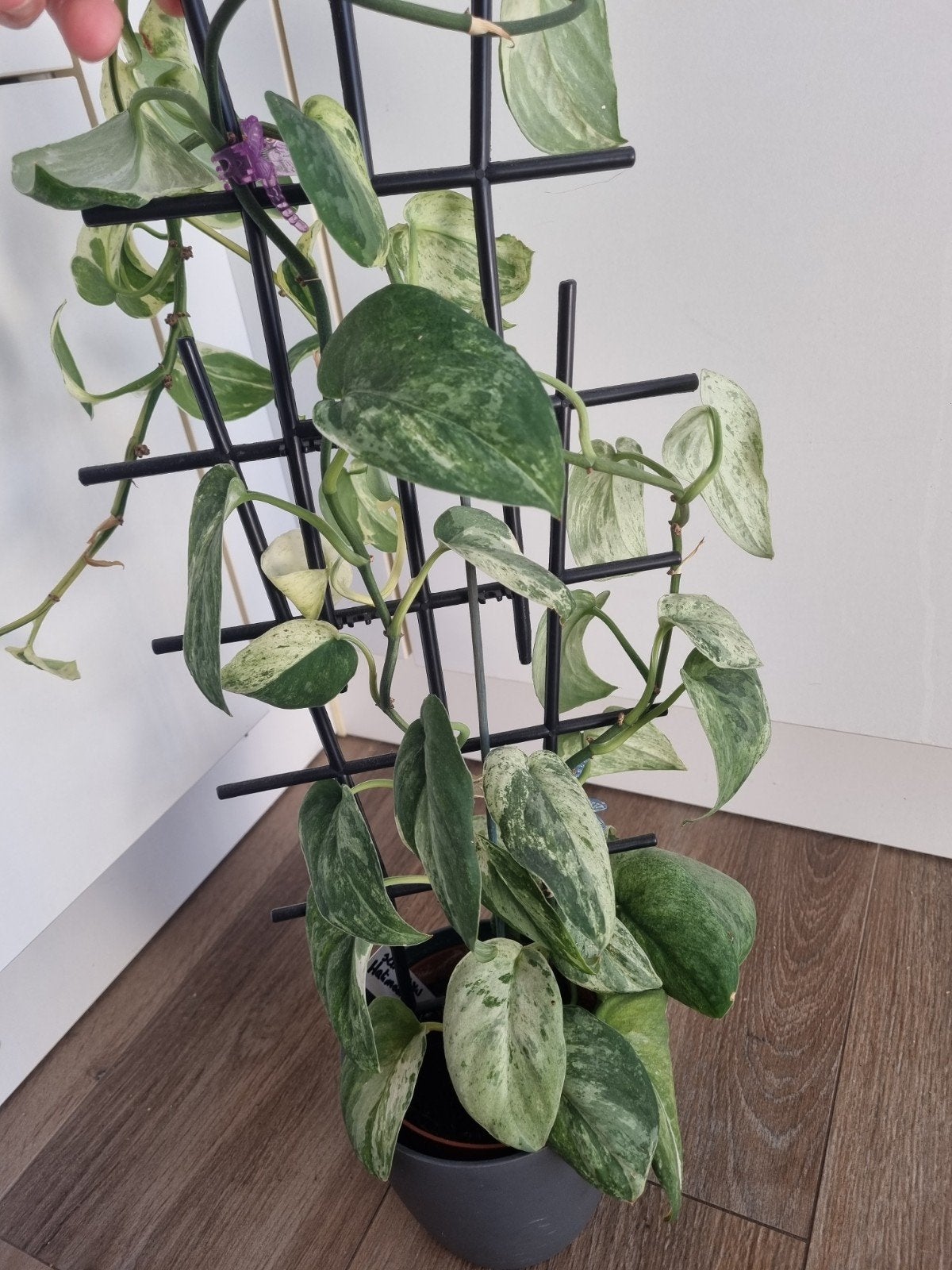 scindapsus halimoon salaka plant, Huis en Inrichting, Kamerplanten, Minder dan 100 cm, Halfschaduw, Ophalen of Verzenden