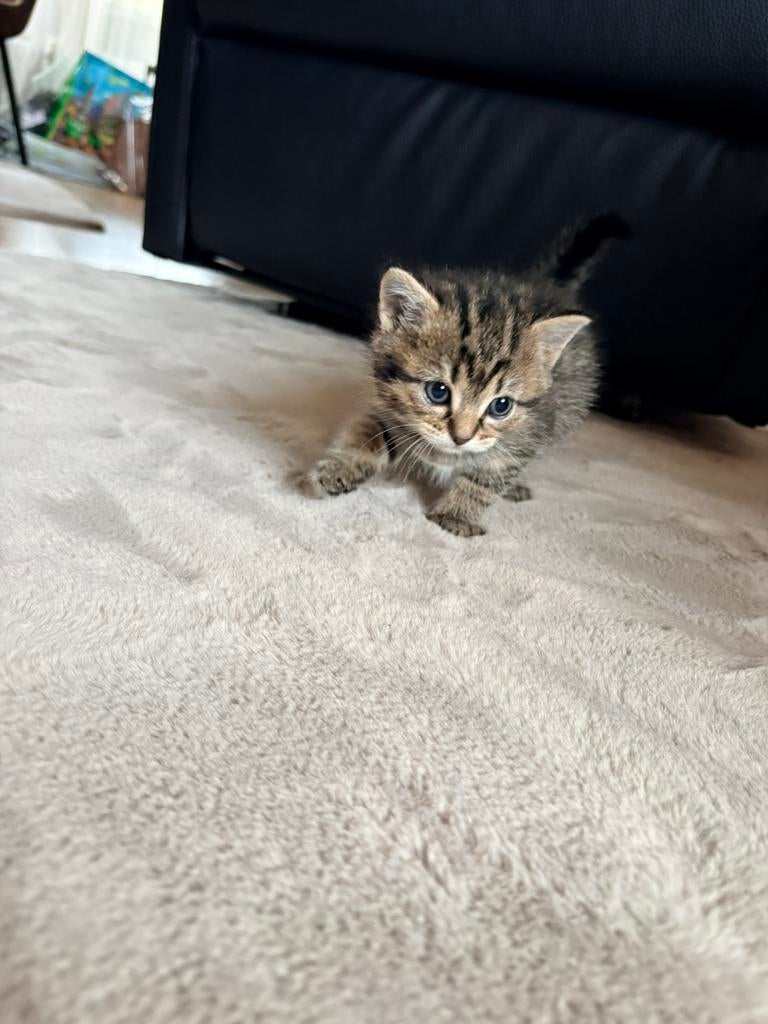 Kitten ragdoll kruising tijger., Ophalen