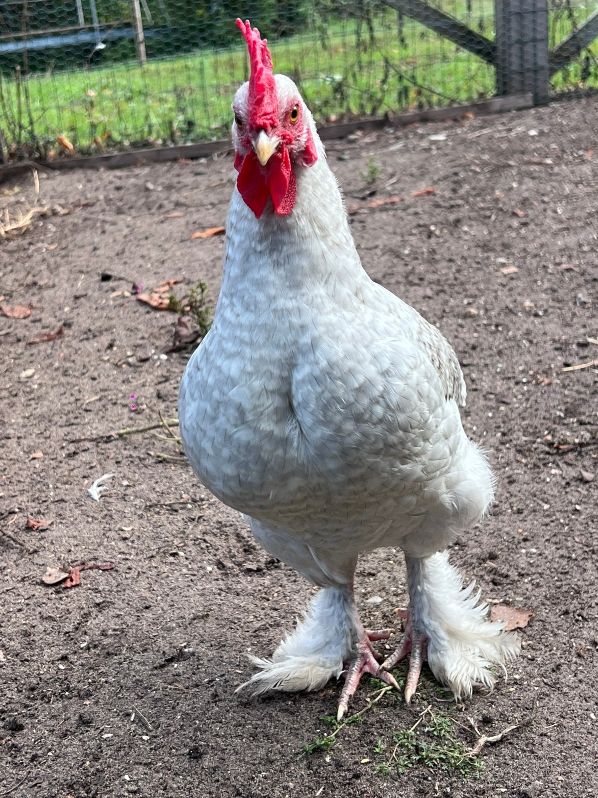 Parelgrijze cochin hanen, Dieren en Toebehoren, Pluimvee, Mannelijk, Kip