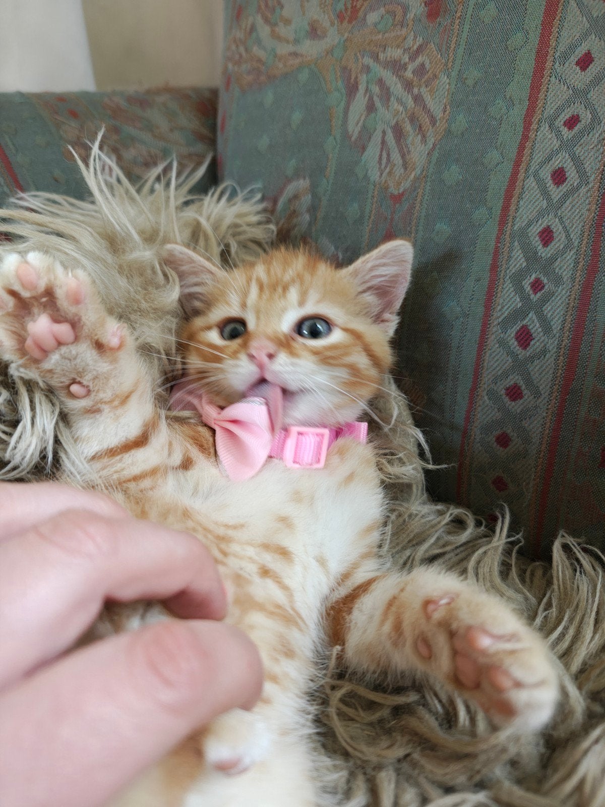 Prachtige kittens,  let op ! 2 rode kittens beschikbaar, Dieren en Toebehoren, Katten en Kittens | Overige Katten, Meerdere dieren