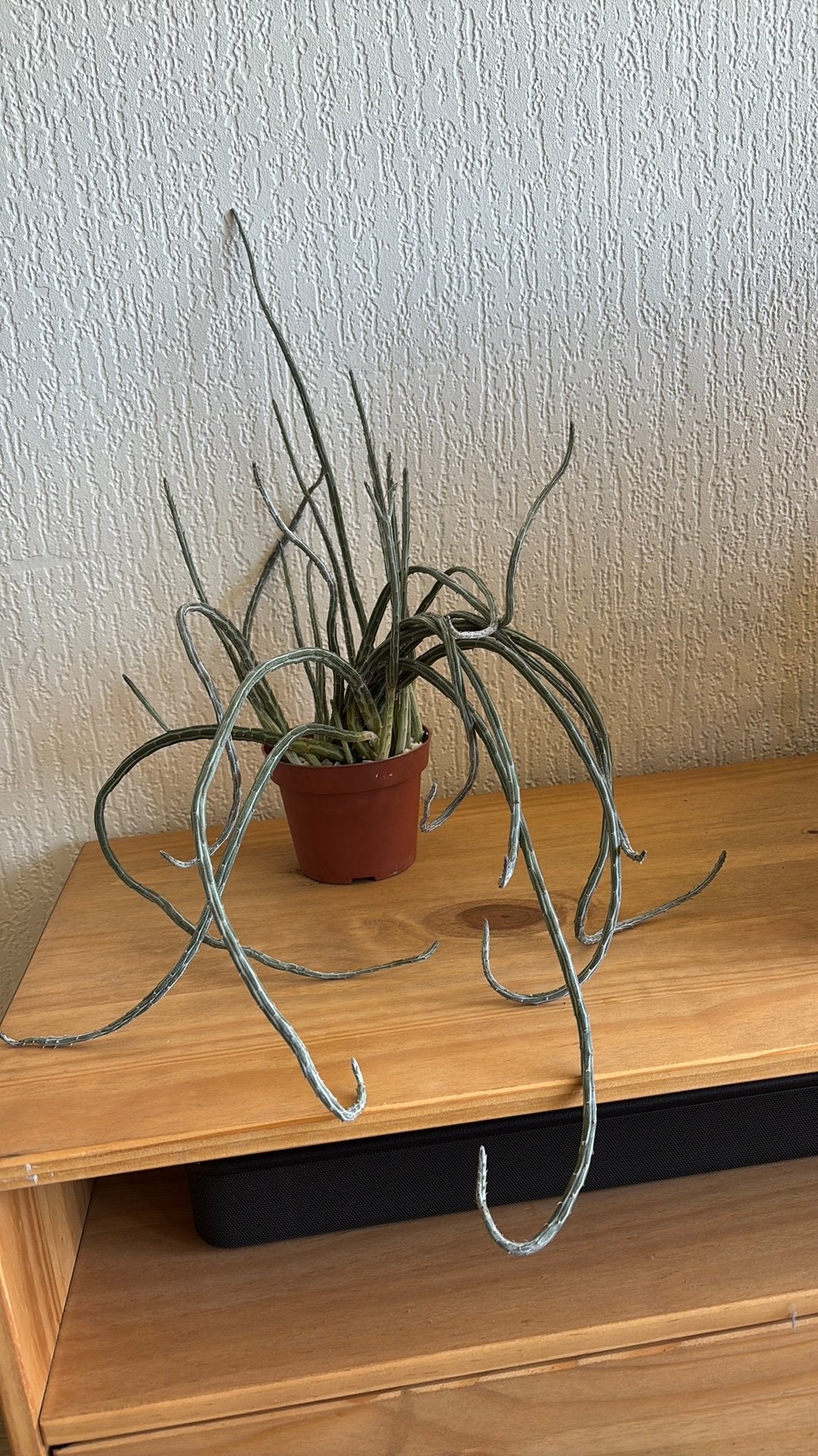 Senecio Stapeliiformis, Ophalen of Verzenden, Halfschaduw, Minder dan 100 cm