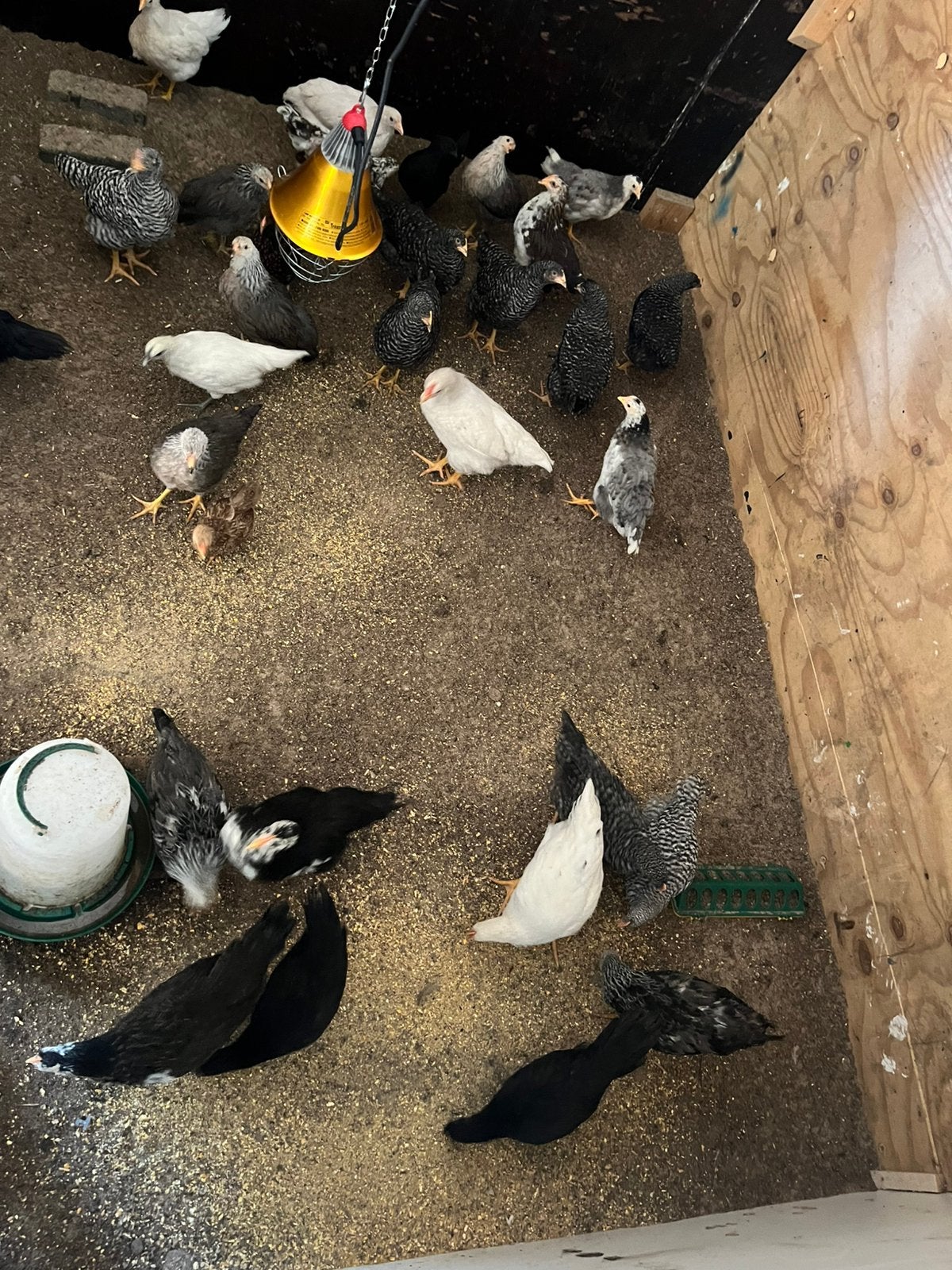 Jonge amrock twentse hoen twentse bloenmenkip te koop, Dieren en Toebehoren, Geslacht onbekend, Kip