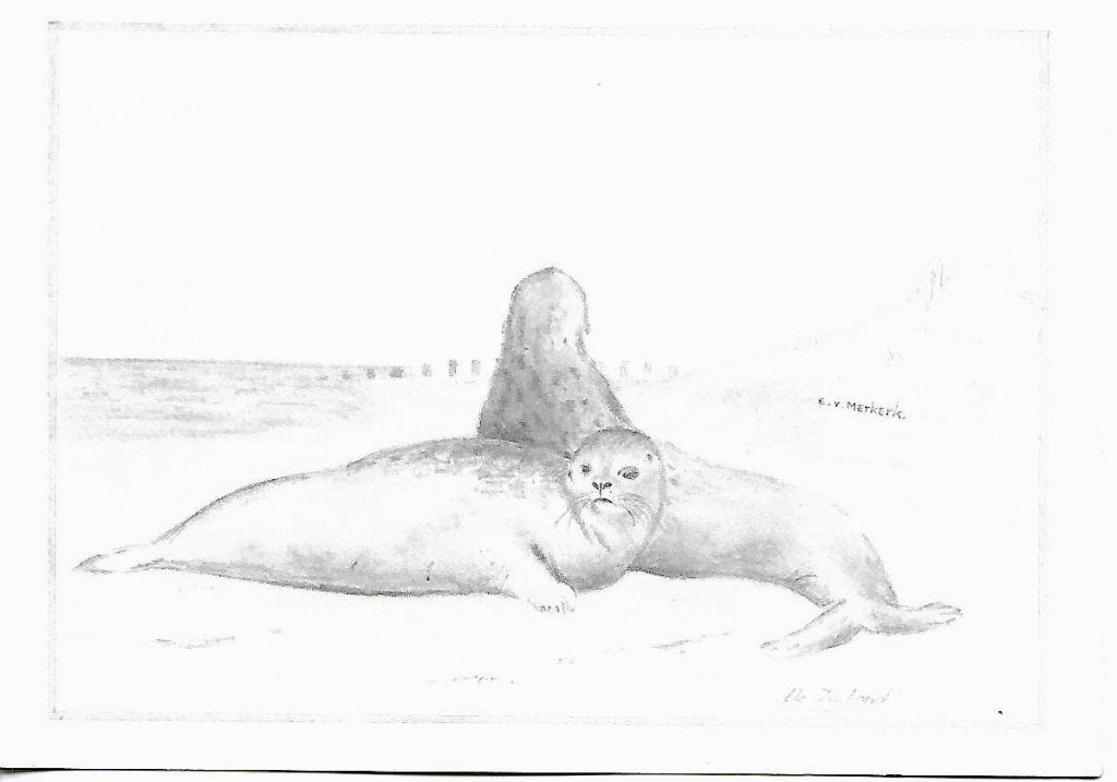 Dieren- -Zeehonden., Ophalen of Verzenden, 1980 tot heden, Ongelopen, Wild dier