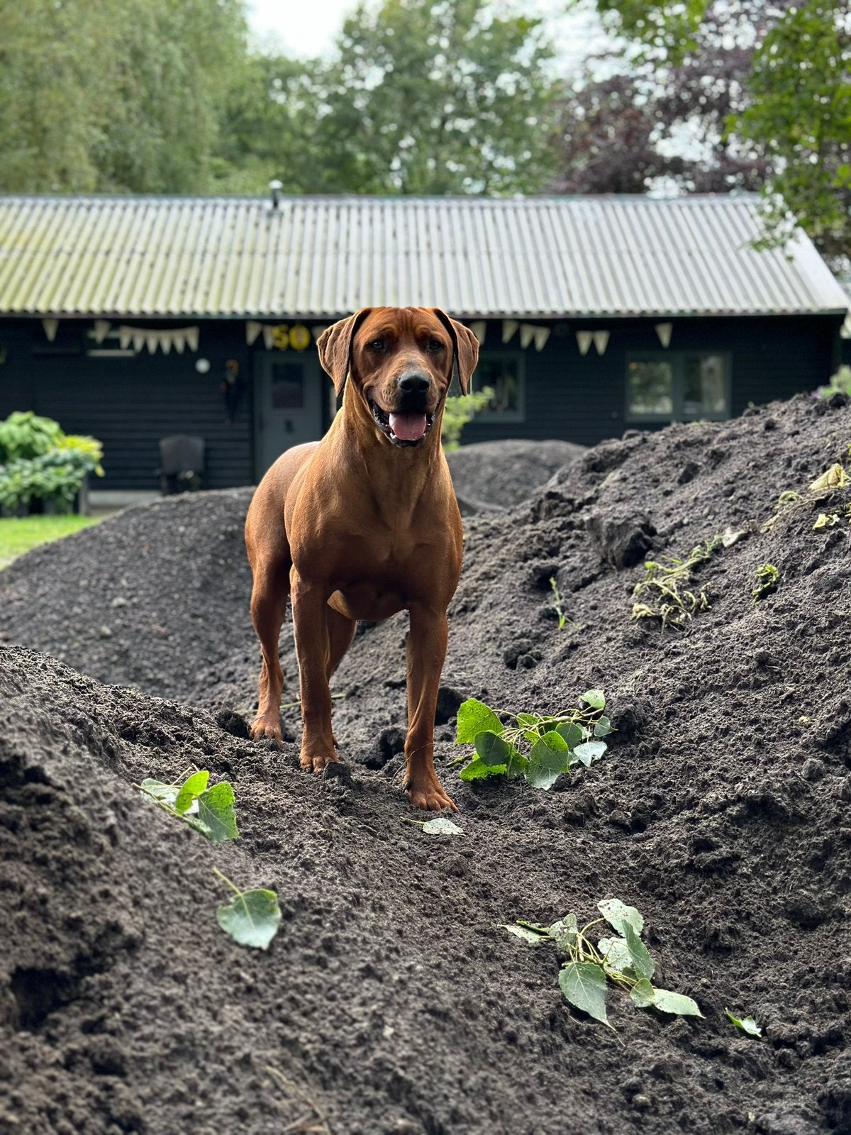 Rhodesian Ridgeback | Reu (gecastreerd) | 3 jaar | stamboom, Parvo, Eén hond, 3 tot 5 jaar, Nederland