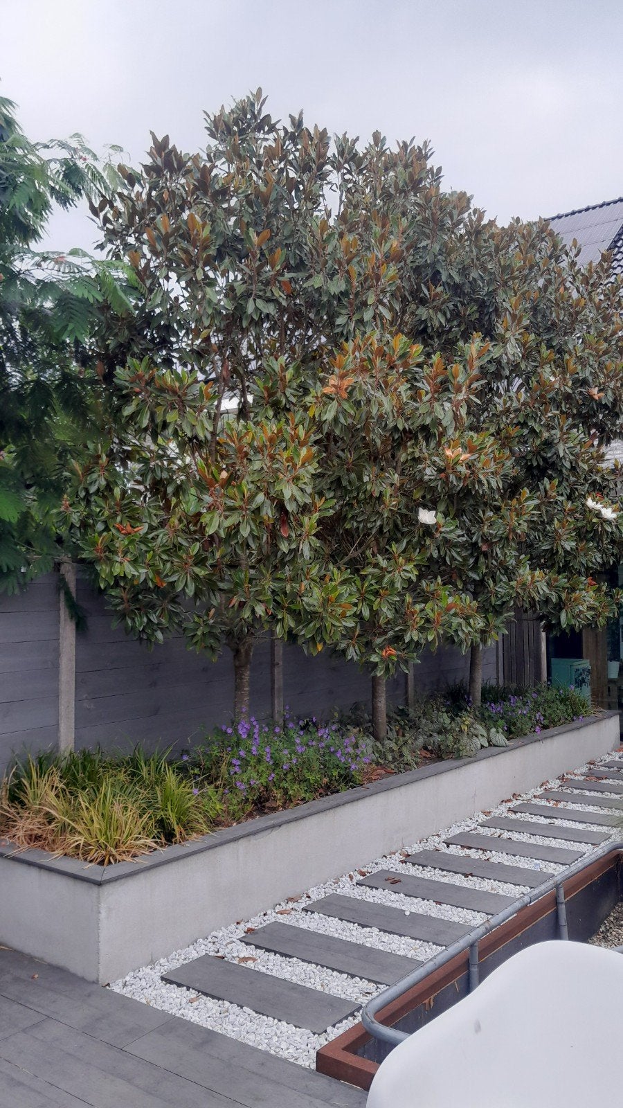 Magnolia Grandiflora - Groenblijvende Magnolia, Tuin en Terras, Ophalen, Lente, Volle zon, Overige soorten