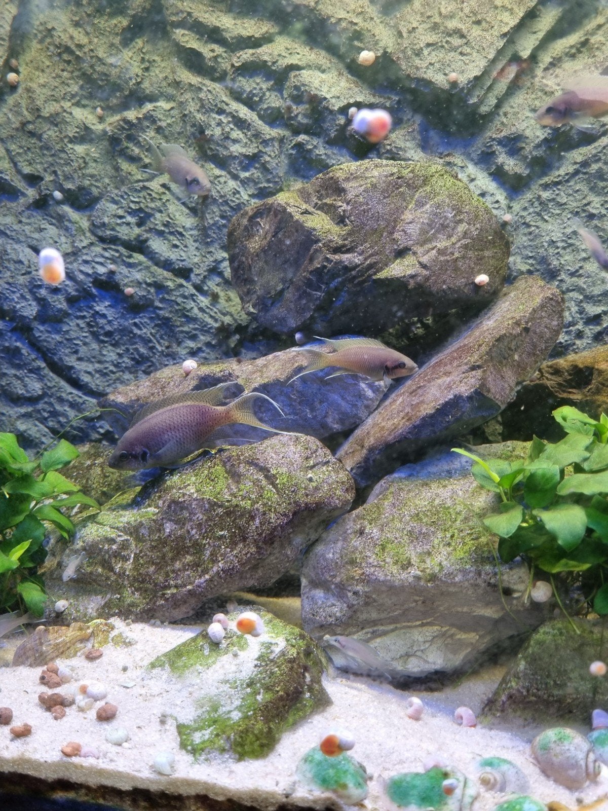 neolamprologus Burundi Tanganyika chiclide, Dieren en Toebehoren, Vis, Zoetwatervis