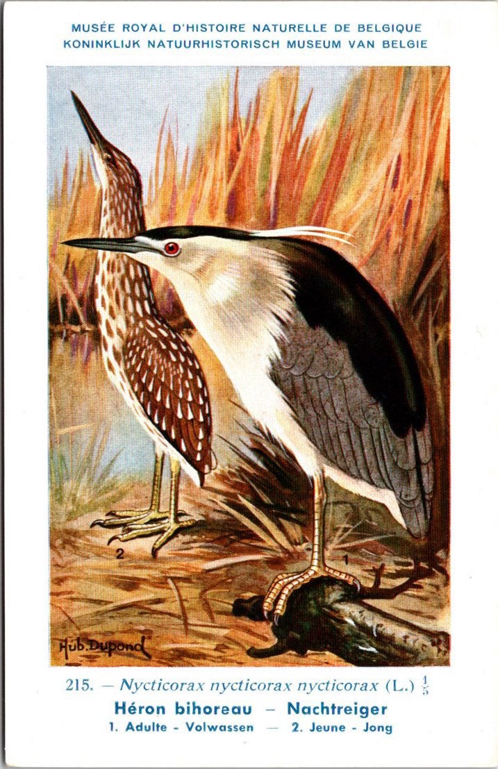 Nachtreiger / Black-crowned Night Heron – Nº 215 – (KBIN), Verzamelen, Ansichtkaarten | Dieren, Verzenden, 1940 tot 1960, Ongelopen