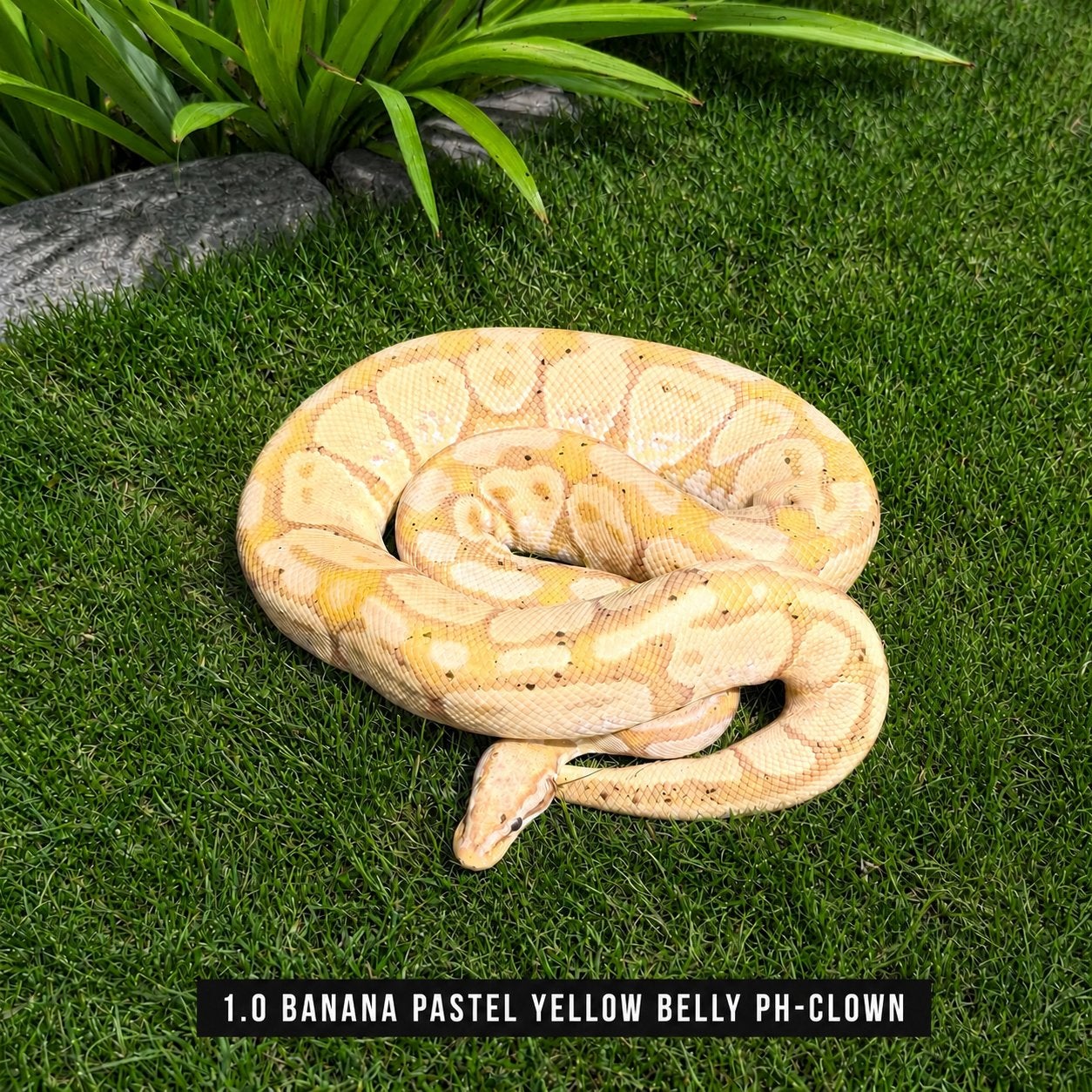 PYTHON REGIUS - BANANA Ball Python - male for sale from Shaquille (2200 België)