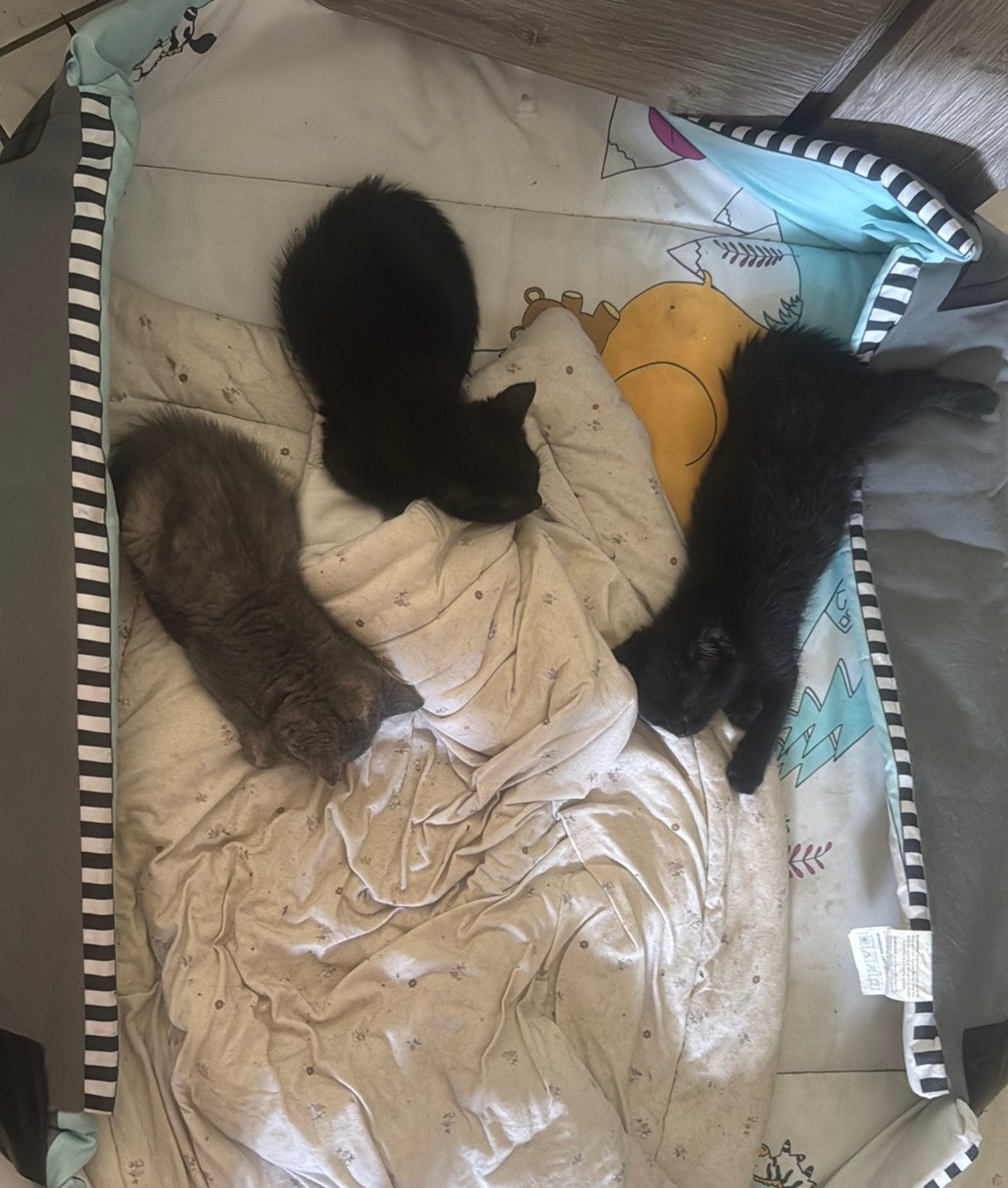 3 kittens zoeken goed huis, Dieren en Toebehoren, Katten en Kittens | Overige Katten, Meerdere dieren, Kortharig, 0 tot 2 jaar