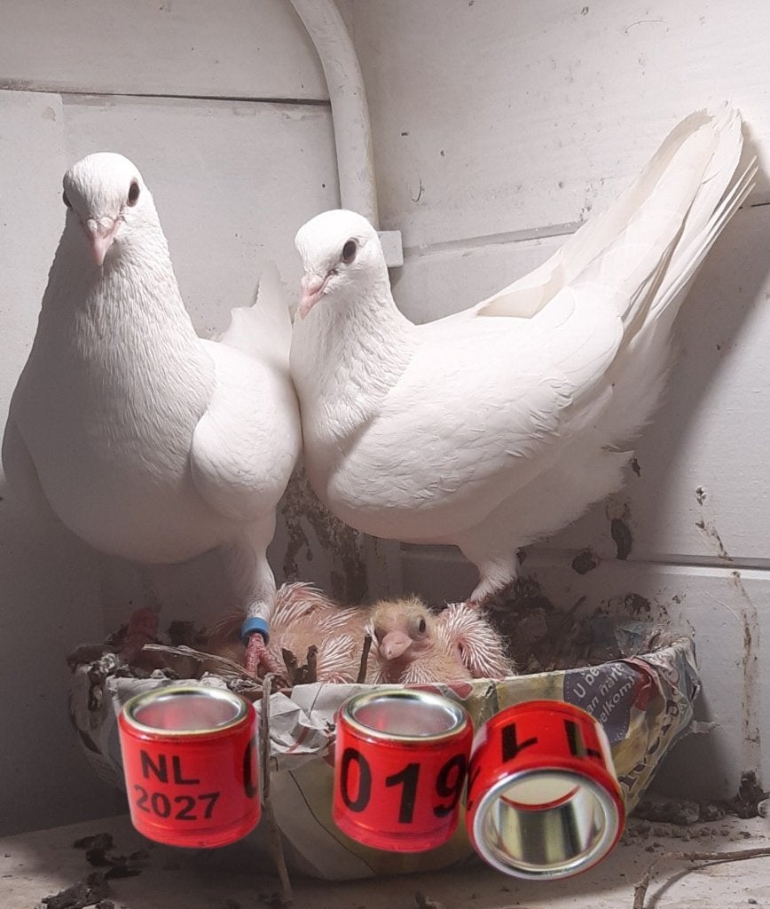Duivenringen , clickringen en meer, Dieren en Toebehoren, Meerdere dieren, Tuimelaar of Roller
