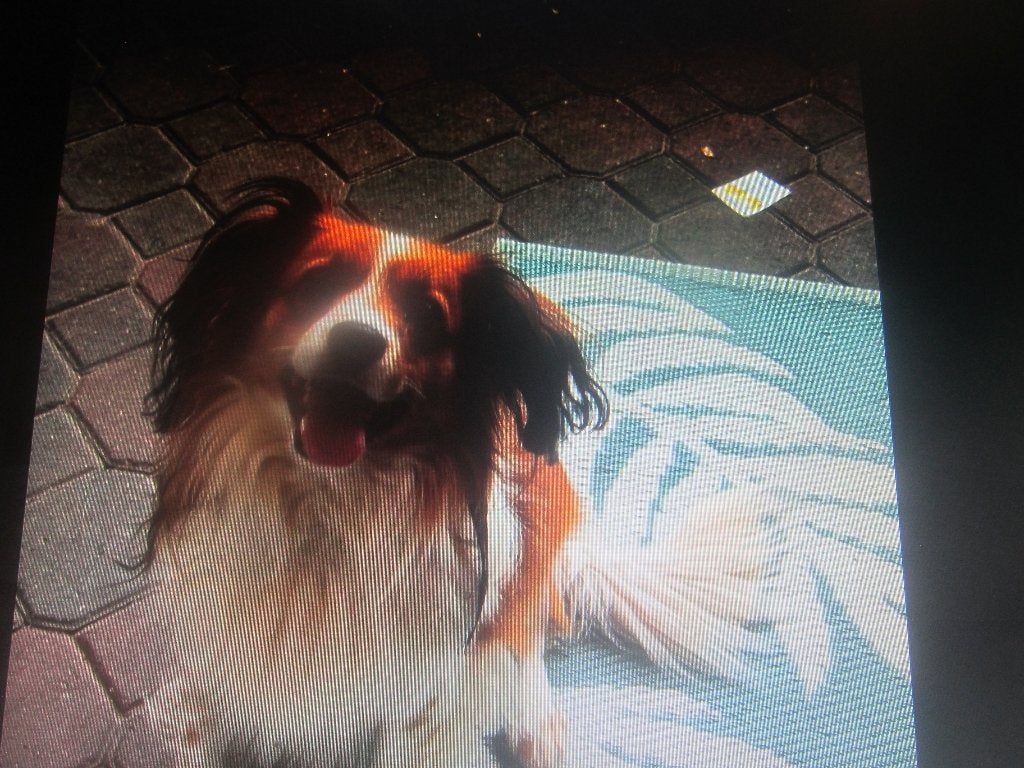 STAAT TER DEKKING KOOIKER REU ! ! !, Reu, Parvo, Eén hond, 3 tot 5 jaar