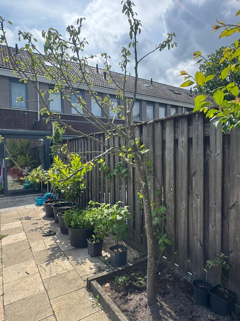 Perenboom - gratis zsm ophalen, Tuin en Terras, Planten | Tuinplanten, Ophalen of Verzenden, Overige soorten, Volle zon
