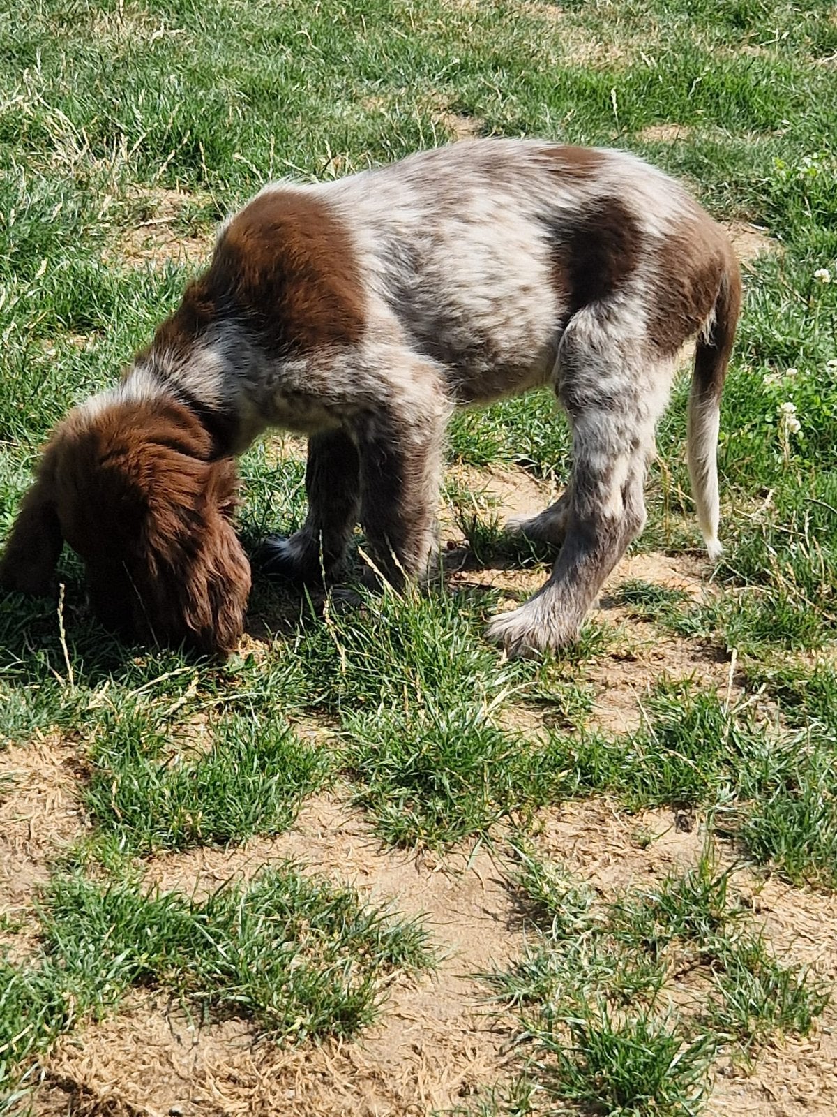 Duitse staande Langhaar pups te koop, Dieren en Toebehoren, Fokker | Hobbymatig, Reu, 8 tot 15 weken, Buitenland