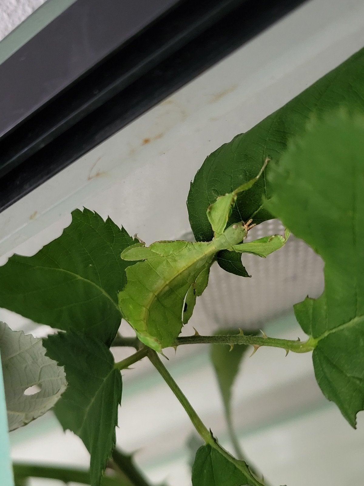 Wandelend blad cryptophyllium limogesi nimfen, Dieren en Toebehoren
