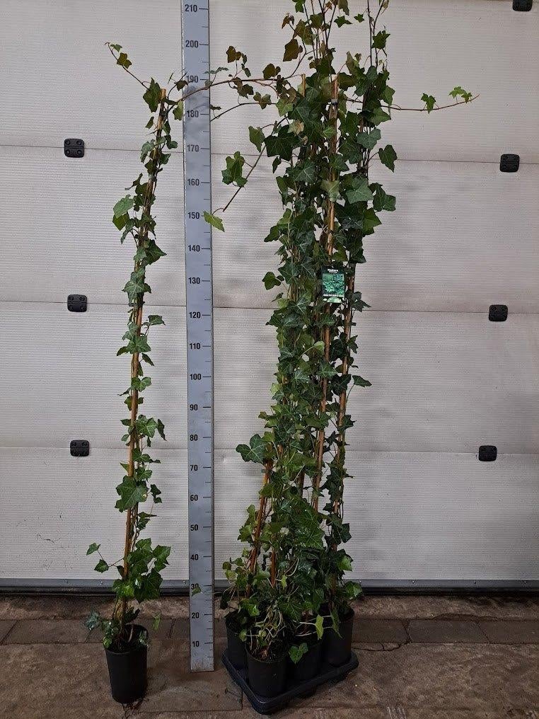 hedera - klimop stok 180cm, Ophalen, Bloeit niet, Klimplanten, Halfschaduw