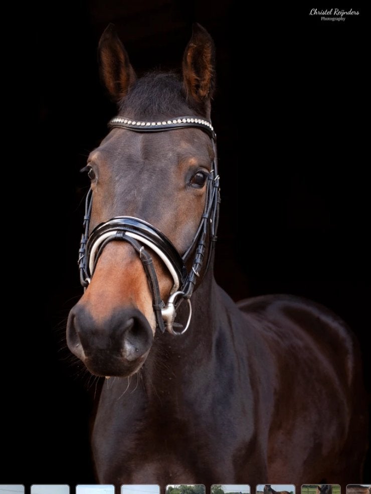 Lieve merrie met veel dressuur potentieel, Dieren en Toebehoren, Merrie, Dressuurpaard, 170 tot 175 cm, 11 jaar of ouder