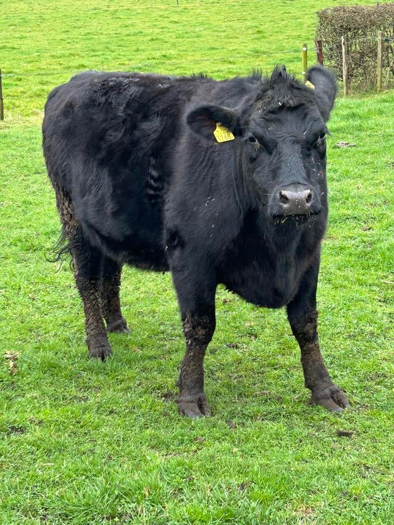 Te koop 2 aberdeen angus vaarzen, Dieren en Toebehoren, Meerdere dieren