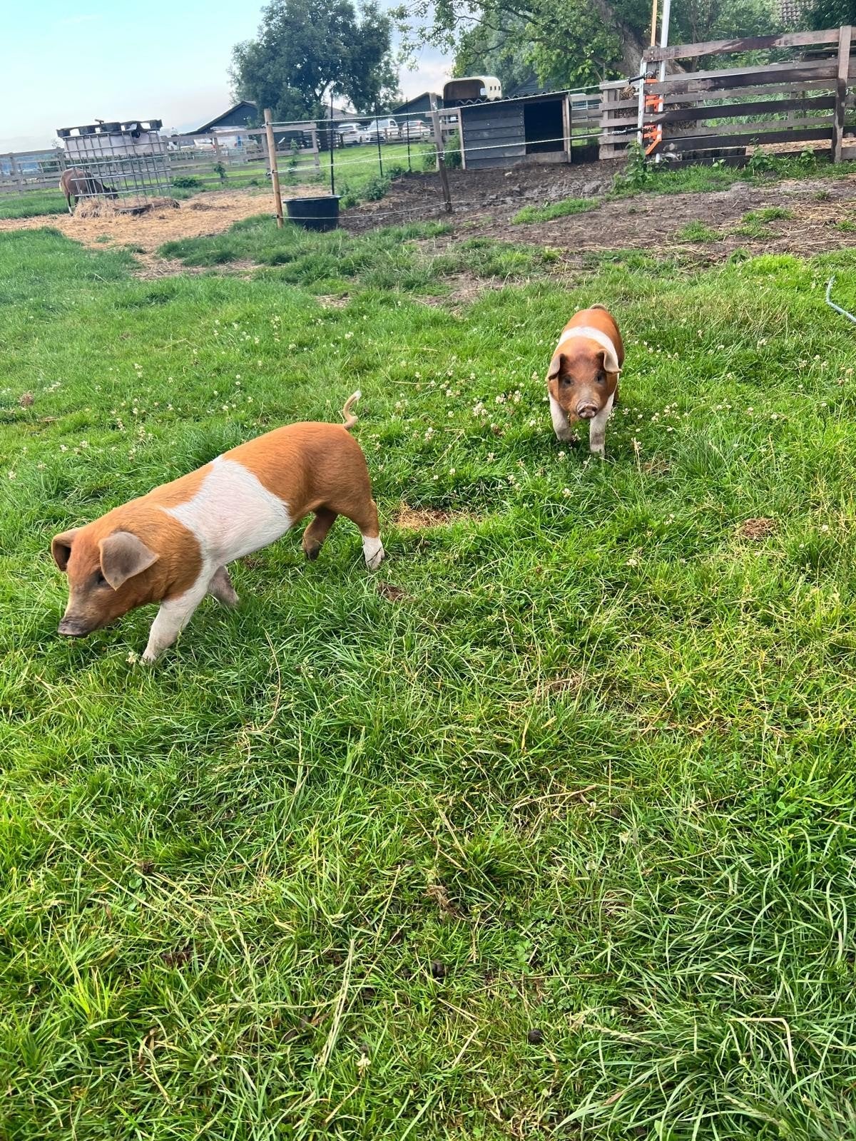 Biggen/vlees te koop, Dieren en Toebehoren, Schapen, Geiten en Varkens, Meerdere dieren, Varken, 0 tot 2 jaar