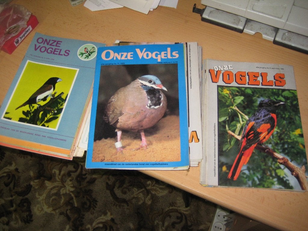 onze vogels, Meerdere dieren, Parkiet