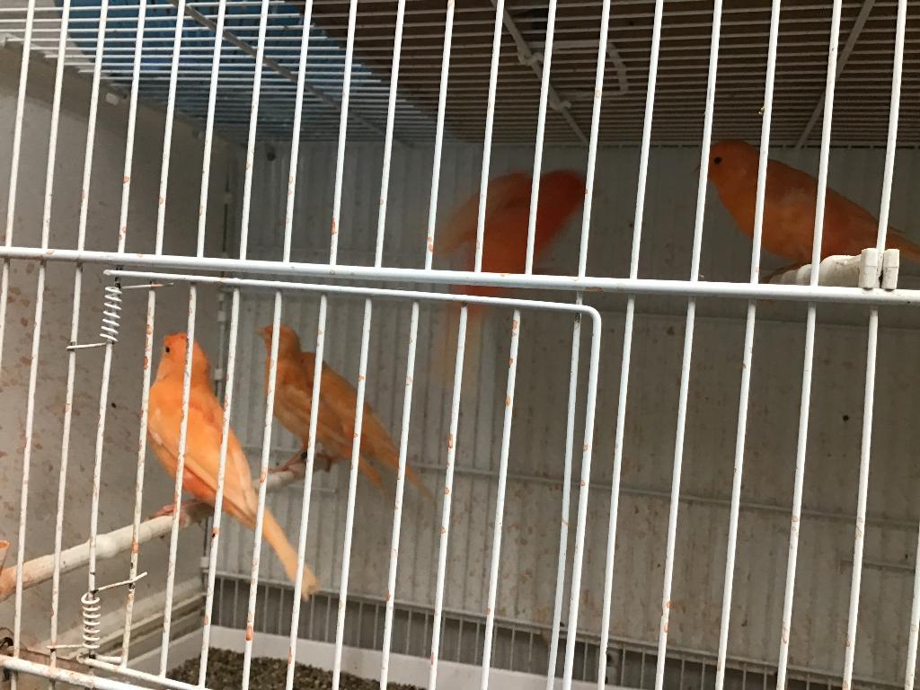 Rode kanarie, Dieren en Toebehoren, Vogels | Kanaries, Mannelijk, Kleurkanarie