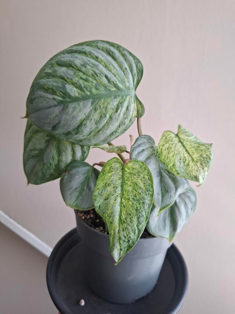 Philodendron sodiroi variegata, Huis en Inrichting, Kamerplanten, Ophalen of Verzenden, Halfschaduw, Minder dan 100 cm