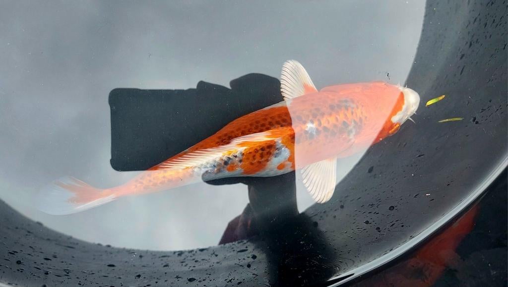 Te koop: Prachtige Kujaku Koi️(jumbo koi)🫧, Karper of Koi