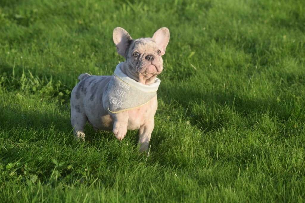 Franse bulldog pup, 15 weken tot 1 jaar, Buitenland, Bulldog, Meerdere