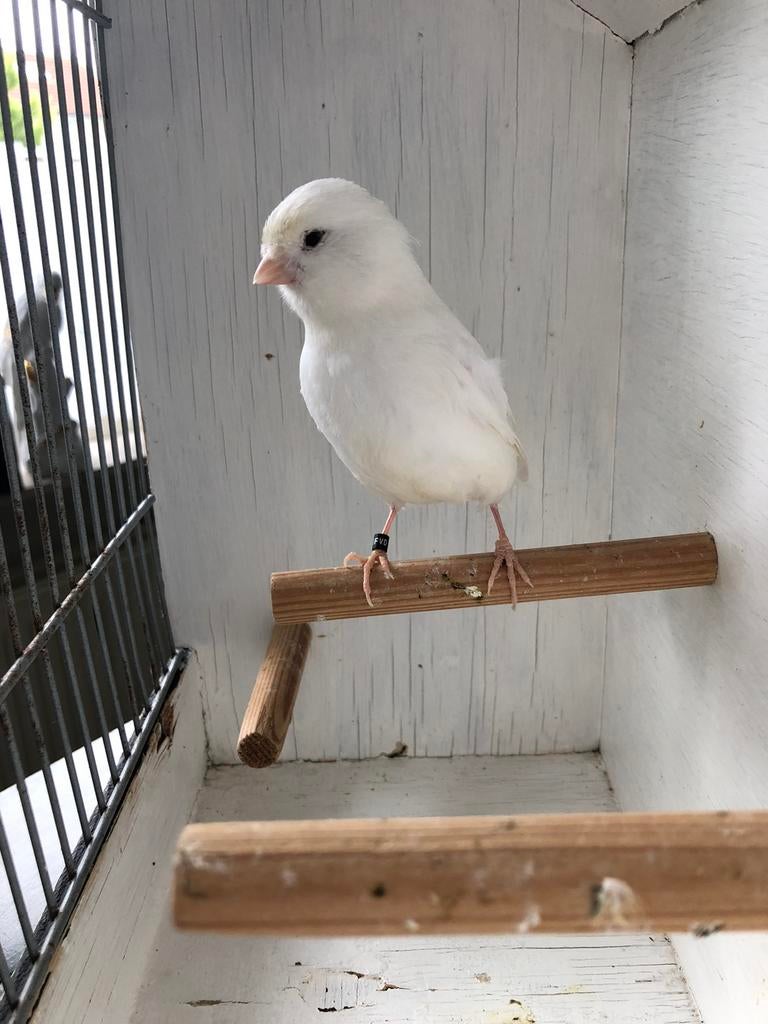 Te koop ;Witte Kanarie Man Geringd. 2025, Dieren en Toebehoren, Vogels | Kanaries, Mannelijk, Kleurkanarie