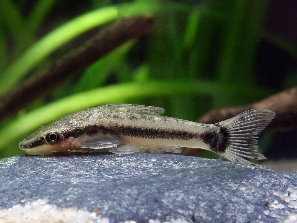 Hobbyaquarium Ottocinclus Vittatus / dwergalgeneters, Vis