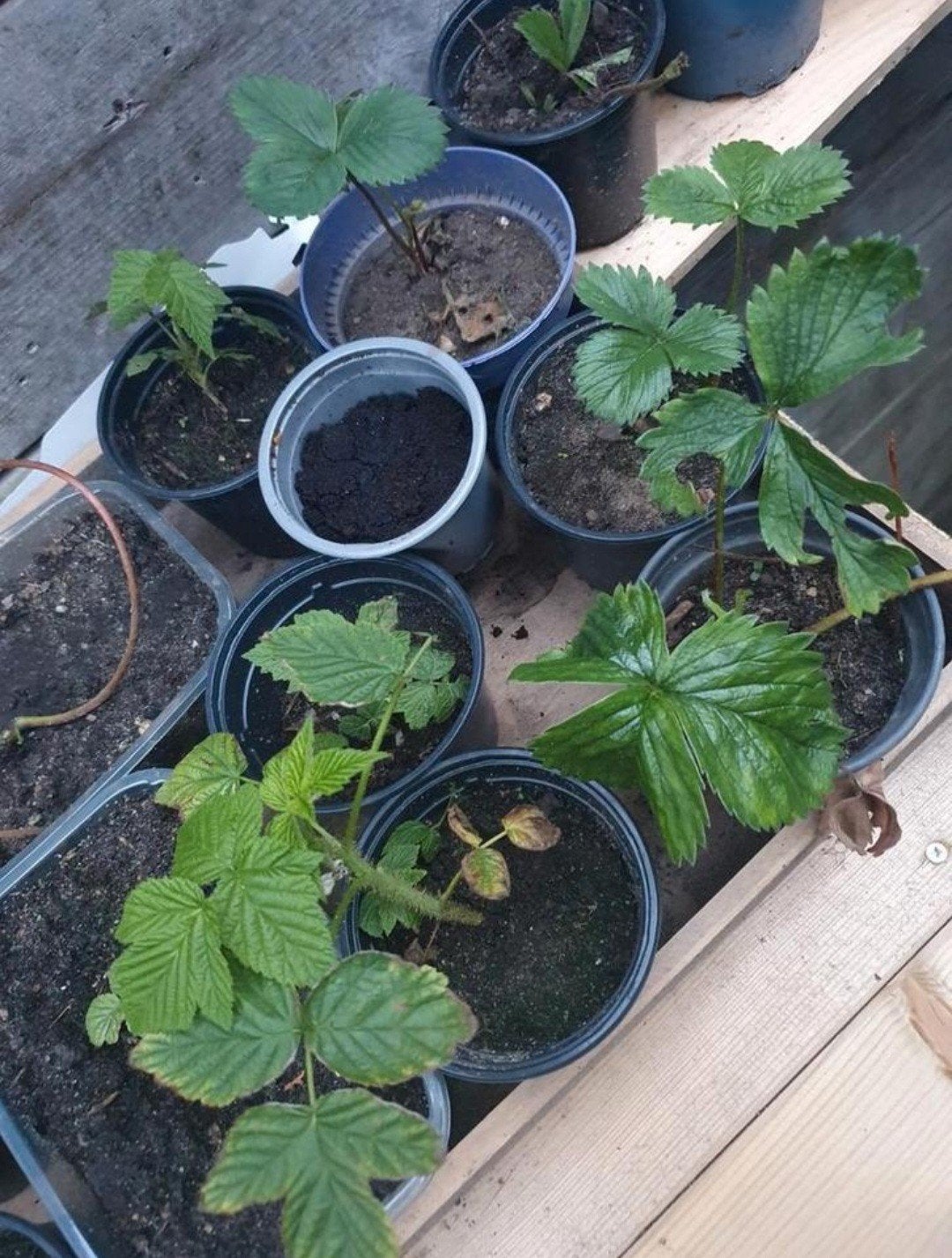 Aardbeien steks en planten, biologisch en gifvrij, Tuin en Terras, Planten | Tuinplanten, Ophalen of Verzenden, Volle zon