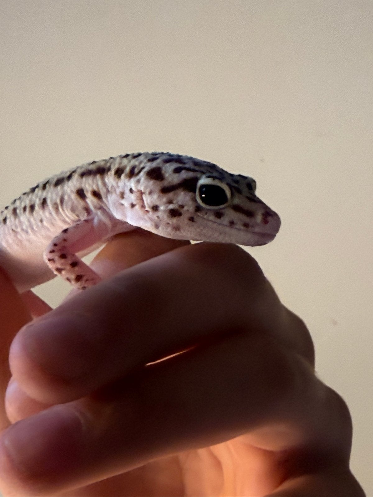 Luipaard gekko (met of zonder terrarium), Hagedis, 0 tot 2 jaar