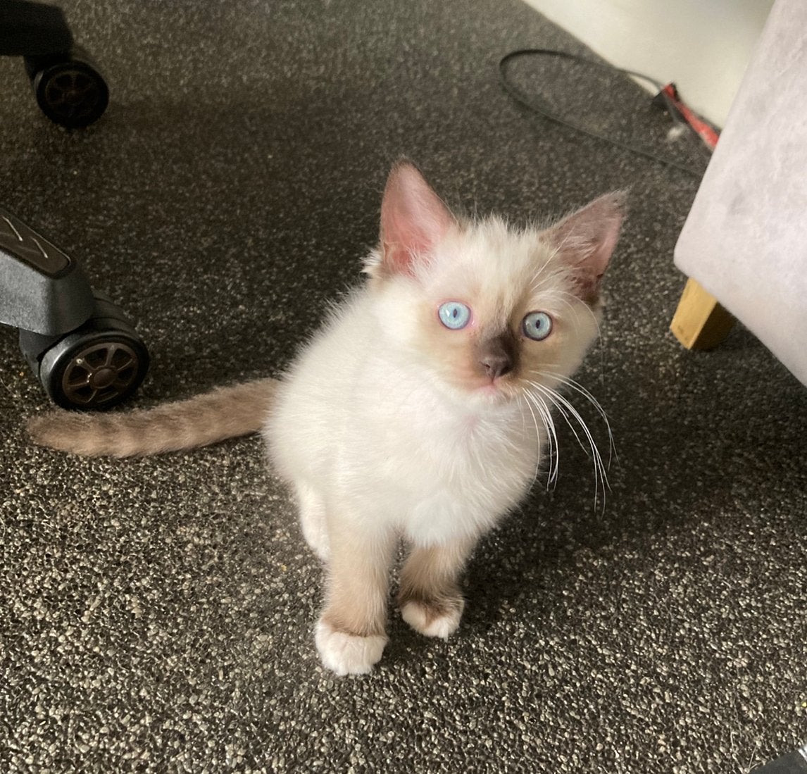 3 ragdoll kittens seal point en tortie, Dieren en Toebehoren, Katten en Kittens | Raskatten | Langhaar, Meerdere dieren, Gechipt