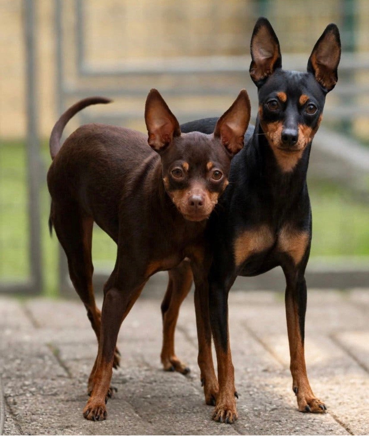 Dwergpinchers pup twee reutjes mogen weg belgie limburg, België, Particulier, 8 tot 15 weken, Eén hond